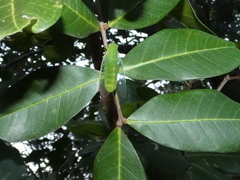 Chlorocysta vitripennis