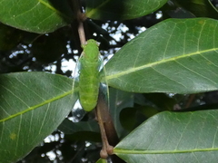 Chlorocysta vitripennis