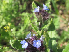 Anchusa arvensis orientalis