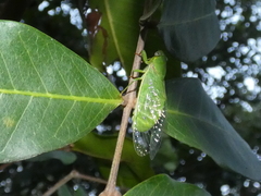Chlorocysta vitripennis