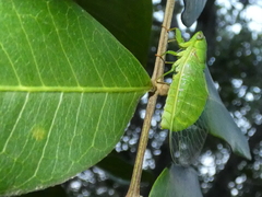 Chlorocysta vitripennis