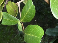 Chlorocysta vitripennis