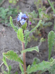 Anchusa arvensis orientalis