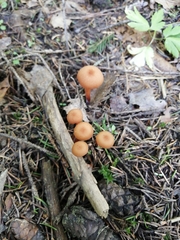 Fungi