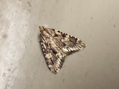 Aglossa dimidiatus