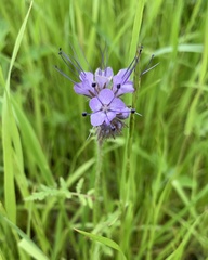 Phacelia tanacetifolia