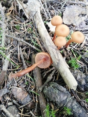 Fungi