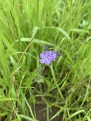 Phacelia tanacetifolia