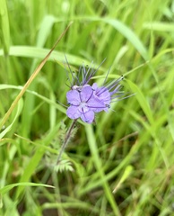 Phacelia tanacetifolia