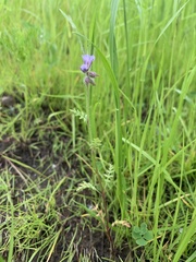 Phacelia tanacetifolia