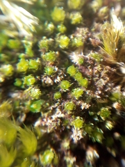 Ptychostomum moravicum