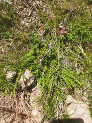 Calluna vulgaris