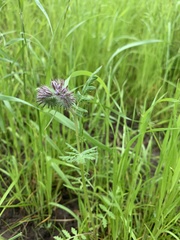 Phacelia tanacetifolia