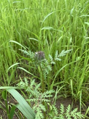 Phacelia tanacetifolia