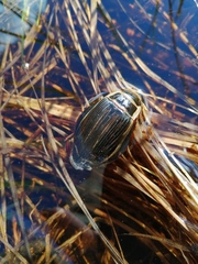 Dytiscus latissimus