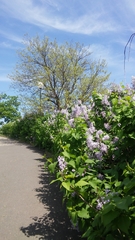 Syringa vulgaris