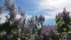 Syringa vulgaris