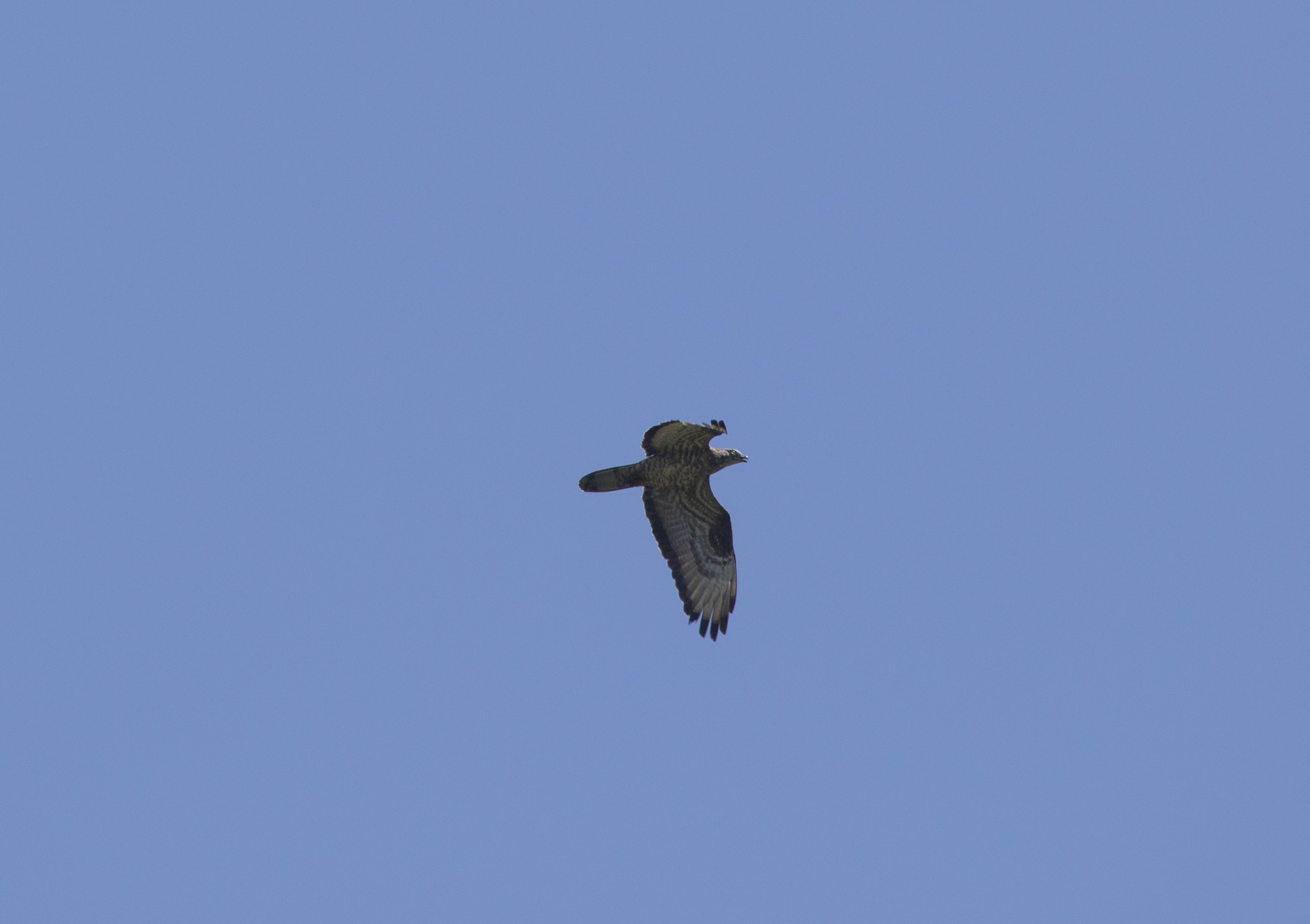 European Honey Buzzard