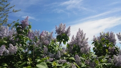 Syringa vulgaris