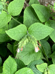 Symphytum × hidcotense