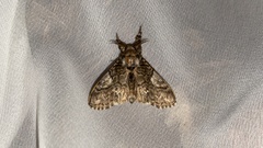 Calliteara conjuncta