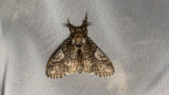 Calliteara conjuncta