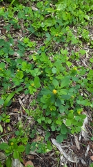 Medicago lupulina