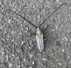 Batocera
