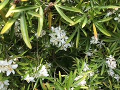 Choisya ×dewitteana