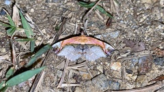 Lophoruza pulcherrima