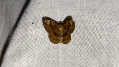 Lophoruza pulcherrima