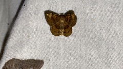 Lophoruza pulcherrima