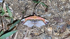 Lophoruza pulcherrima