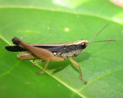 Orphulella concinnula