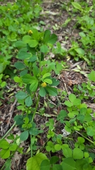 Medicago lupulina