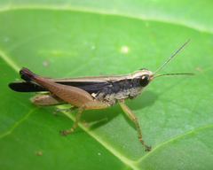 Orphulella concinnula