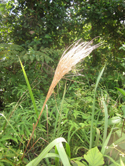 Andropogon bicornis
