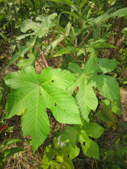Cecropia polystachya
