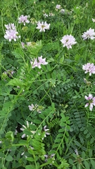 Securigera varia