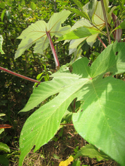 Cecropia polystachya
