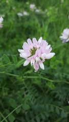 Securigera varia
