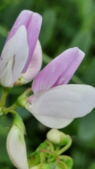 Securigera varia
