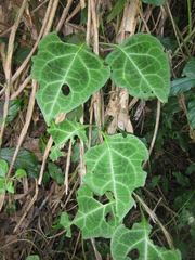Mikania guaco