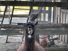 Lama