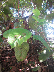 Davilla