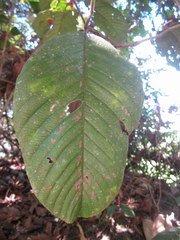 Davilla