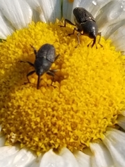Odontocorynus salebrosus