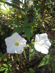 Distimake macrocalyx