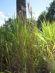 Andropogon bicornis