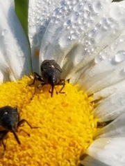 Odontocorynus salebrosus